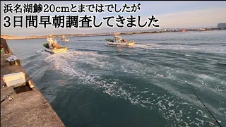 【浜名湖釣り】🎣早朝一瞬の神タイミングで良型鯵が釣れます🐟