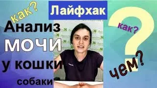 советы ветеринара Как лучше собрать анализ мочи у собак и кошек