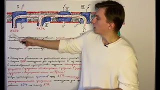 Окислительное фосфорилирование: общие принципы работы.