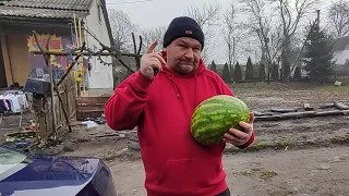 Кавун взимку 🍉 буду садити на Львівщині. Пробний.