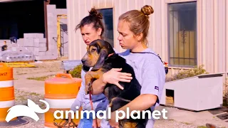 Tia Torres Rescues 8 Dogs From a Mississippi Shelter | Pit Bulls & Parolees | Animal Planet