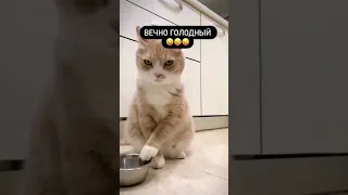 Вечно голодный кот. #catshorts #funnyvideo #hilarious #коты #голодный #смехота #ржака