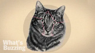 The Astonishing Science Behind Cats "Vertical Pupils"