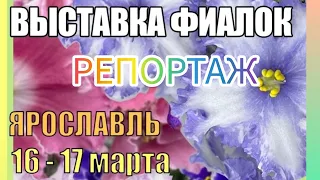 Фиалки .Выставка в Ярославле.