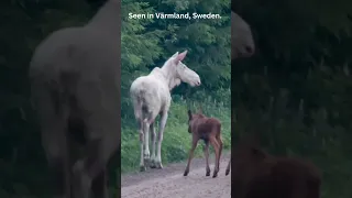 Rarely seen WHITE Moose with two calves in Sweden. Unique footage!