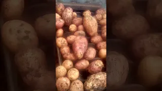 Уборка картофеля осень 2021 года в Свердловской области Польским комбайном АННА Z 644. Почти GRIMME