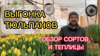 ВЫГОНКА ТЮЛЬПАНОВ  ОБЗОР СОРТОВ И ТЕПЛИЦЫ