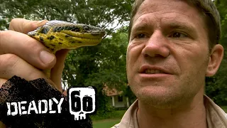 Anaconda Almost Crushes Steve's Hand! | Deadly 60 | BBC Earth Kids
