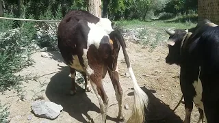 Bull and Cow Part No.2 || Animals Earth ||