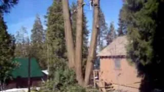 extremely dangerous hazard tree removal