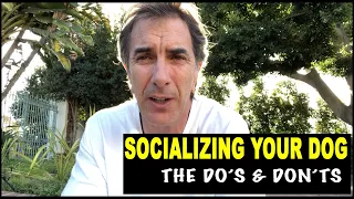 Socializing Your Dog - the do's and don't - Robert Cabral Dog Training Video