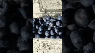 Blueberries gigant / Гигантская черника или голубика ?)