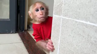 Best funny! Monkey BiBi enlisted when his father was tired and hide to swim!