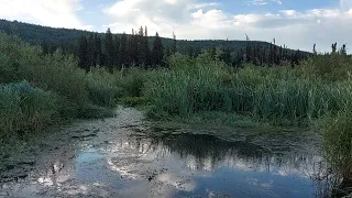 130. Здесь лапы у елей дрожат на ветру...