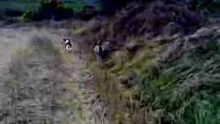 German Wirehaired Pointer on hen pheasant