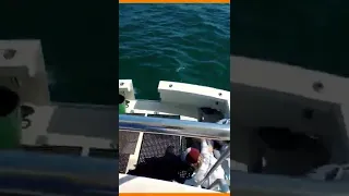 Momento em que um tubarão-mako salta para dentro de um barco foi capturado em vídeo nos EUA #shorts