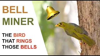 Bell Miner ( Bellbird ). A documentary about  these fascinating little birds. Australian Bird Media