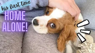 HIS FIRST DAY HOME ALONE!! | Cavapoo Puppy Day in the Life...How Does He Do?