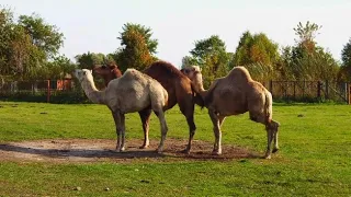 Male and female Camel mating/ऊंट संभोग/camel mating/animals mating