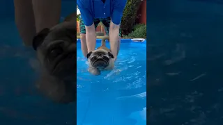 Pugs CAN Swim? 🤣 #shorts