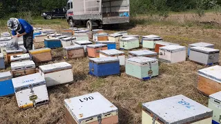Μεταφορά μελισσιών και τοποθέτηση βασιλισσών. Απρίλιος 2022