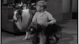 Lassie - Episode #227 - "The Blind Dog"- Season 7 Ep. 8 - 10/30/1960