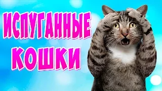 Приколы с котами ТОПовая Подборка - Испуганные кошки