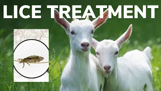 Lice Treatment for GOATS with CYLENCE | Parasites in Goats | How to get rid of lice in goats |