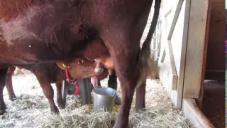 HineSite Milking Devons