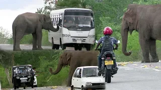 Wild elephants waiting for food !