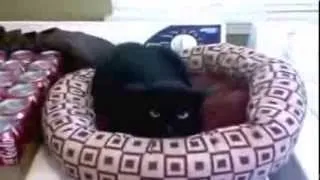 Funny Cats, Смешные котики