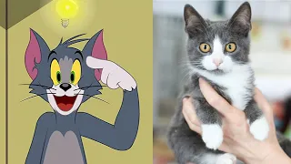 Tom and Jerry in Real Life 2021