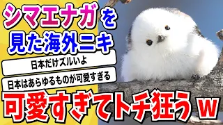 【2ch動物スレ】日本のあざとい代表「シマエナガ」を見た海外ニキ→反応がおもしろ過ぎると話題にwwwww