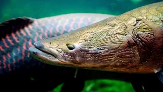 15 Amazon River Monsters - Amazon River Documentary Part III