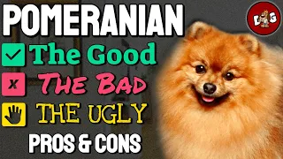 Owning A Pomeranian The Good The Bad The Ugly | Pros and Cons