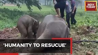 Video Of Dramatic Rescue Of Baby Elephant & Mother From Manhole In Thailand; CPR Administered