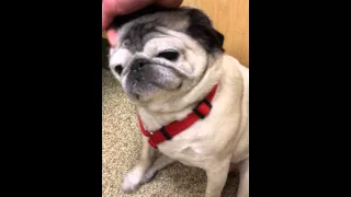 Sir Gumpalot the Pug - happy sounds from a grumpy old pug