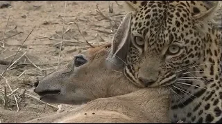 SafariLive- Leopard Tlalamba killed a Duiker and hoisted it! No hunt.