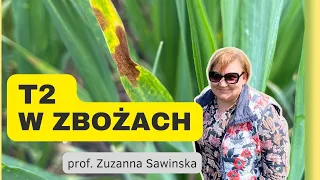 Czas na T2 w zbożach! Porady i zalecenia jak chronić rośliny od Prof. Sawinskiej! e-pole