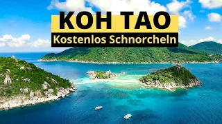 Die TOP 4 BESTEN Plätze zum KOSTENLOSEN Schnorcheln auf Koh Tao abseits vom Massentourismus