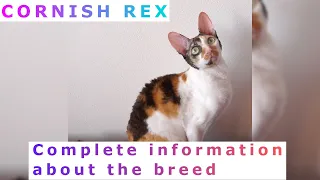 Cornish Rex. Pros and Cons, Price, How to choose, Facts, Care, History Rex