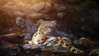 Ледяное Царство Снежного Барса / The Frozen Kingdom of the Snow Leopard | HD |