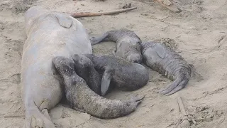 Mother elephant seal and 5 pups - January 2022 | CALIFORNIA WILDLIFE