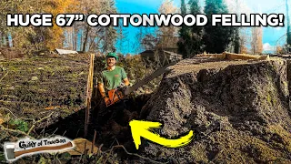 Felling a HUGE 67 inch Cottonwood Tree!