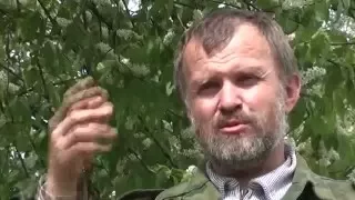 Травовед. Черемуха. Рассказывает Моряков Сергей Викторович