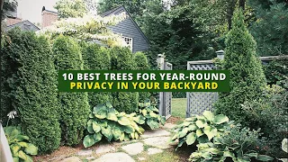10 Best Trees for Year-Round Privacy in Your Backyard🌲🏠🌳