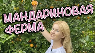 ГДЕ СОБИРАТЬ МАНДАРИНЫ В СИДНЕЕ/WATKIN'S FARM