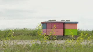 La semaine verte | Abeilles pollinisatrices : Mourir au travail