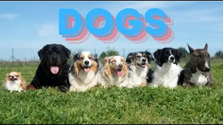 Dogs | Educational Video for Kids