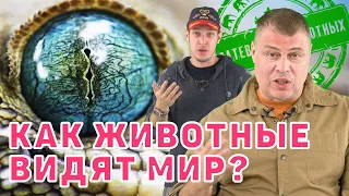 Как животные видят мир?